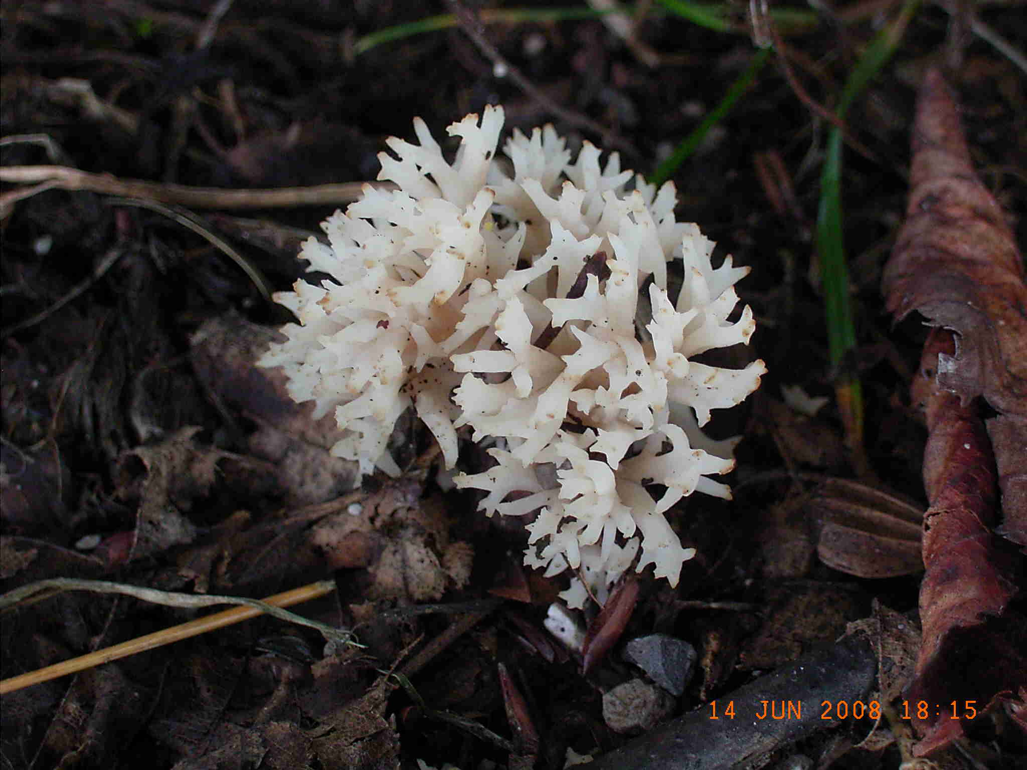  una Ramaria ? (cfr. Clavulina coralloides)