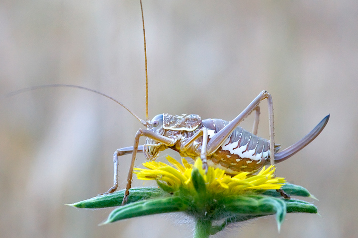 Uromenus sp.