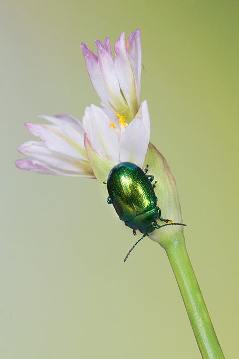 identificazione: Chrysolina viridana