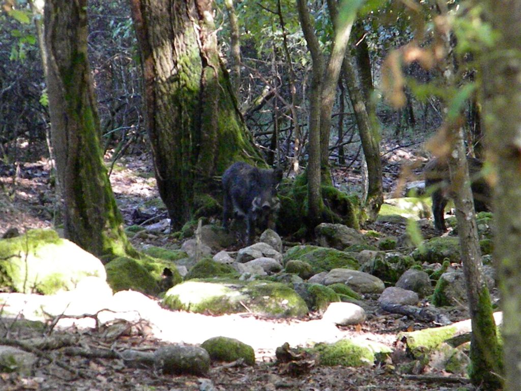 IL CINGHIALE