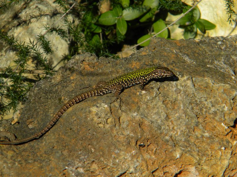 Identificazione Lucertole