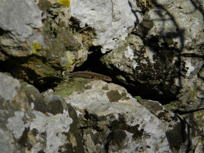 Identificazione Lucertole