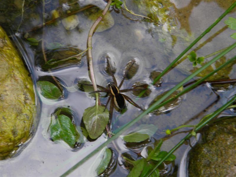 Dolomedes sp.