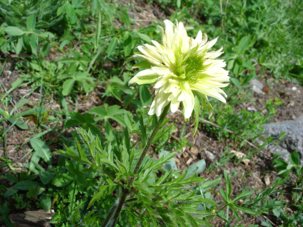 Pulsatilla alpina  / Anemone alpino (anomalia fiorale)