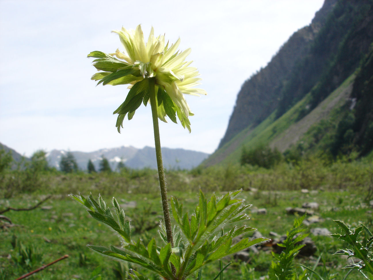 Pulsatilla alpina  / Anemone alpino (anomalia fiorale)