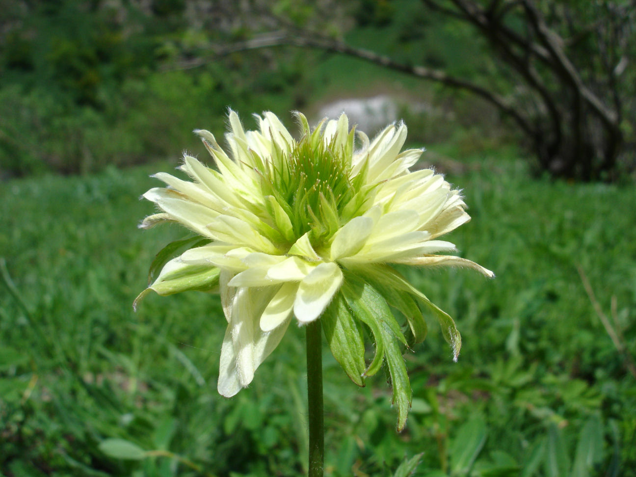 Pulsatilla alpina  / Anemone alpino (anomalia fiorale)