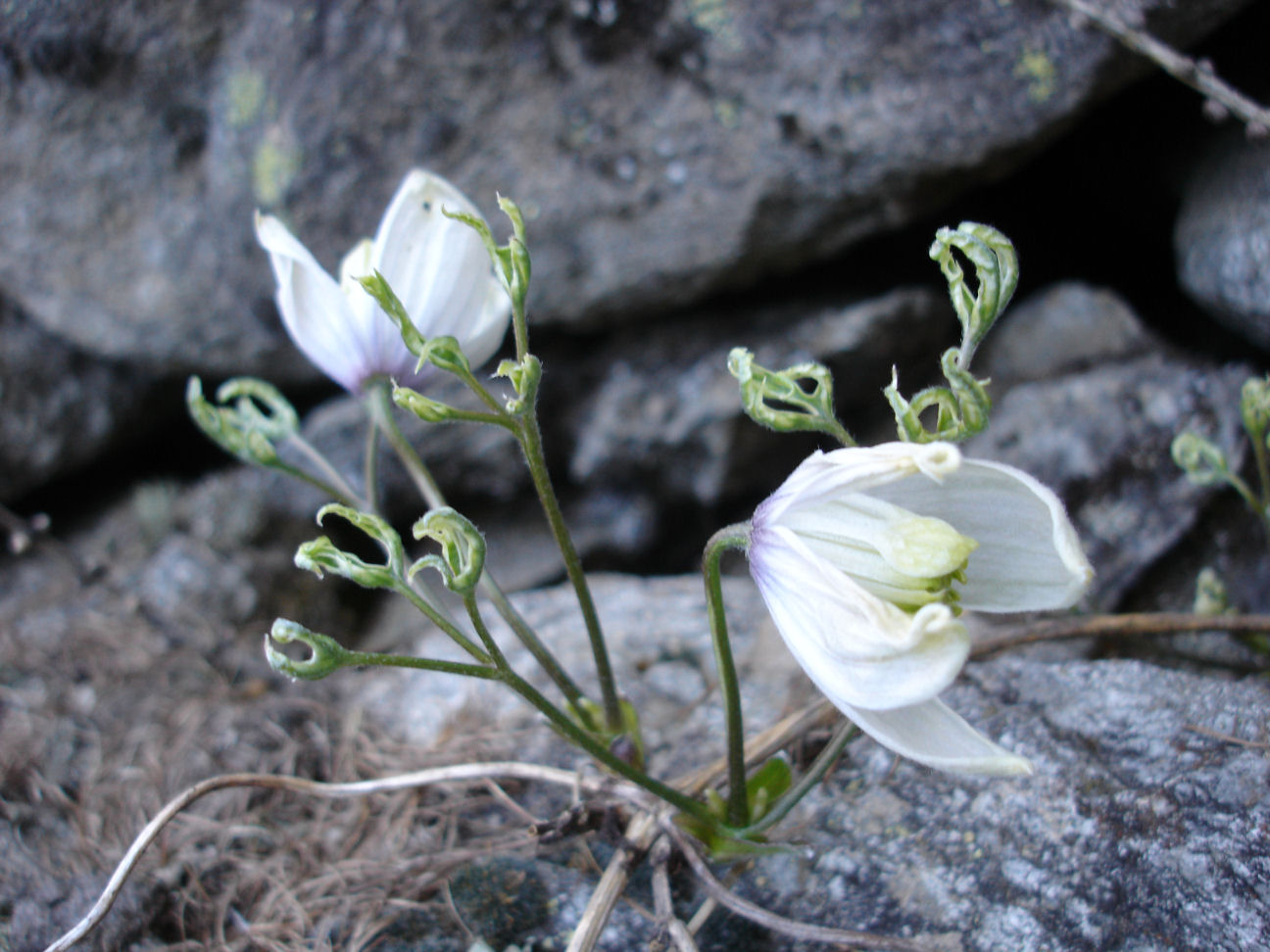 Clematis alpina / clematide alpina (anomalia fiorale)