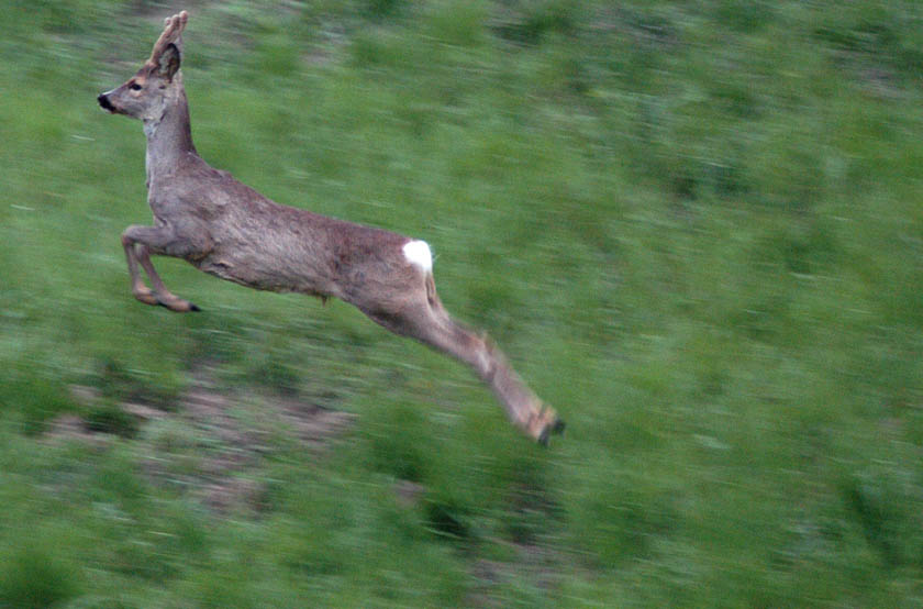 Il Capriolo