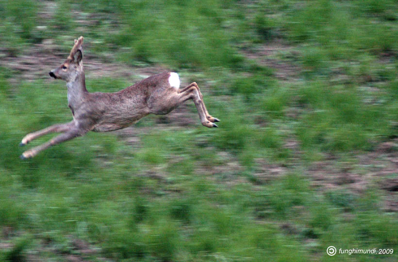 Il Capriolo