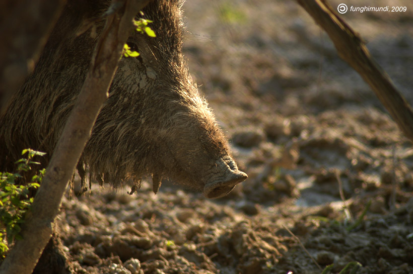 IL CINGHIALE