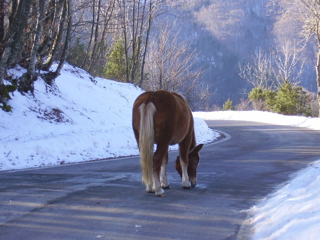 Cavalli in Val d''Aveto (GE)