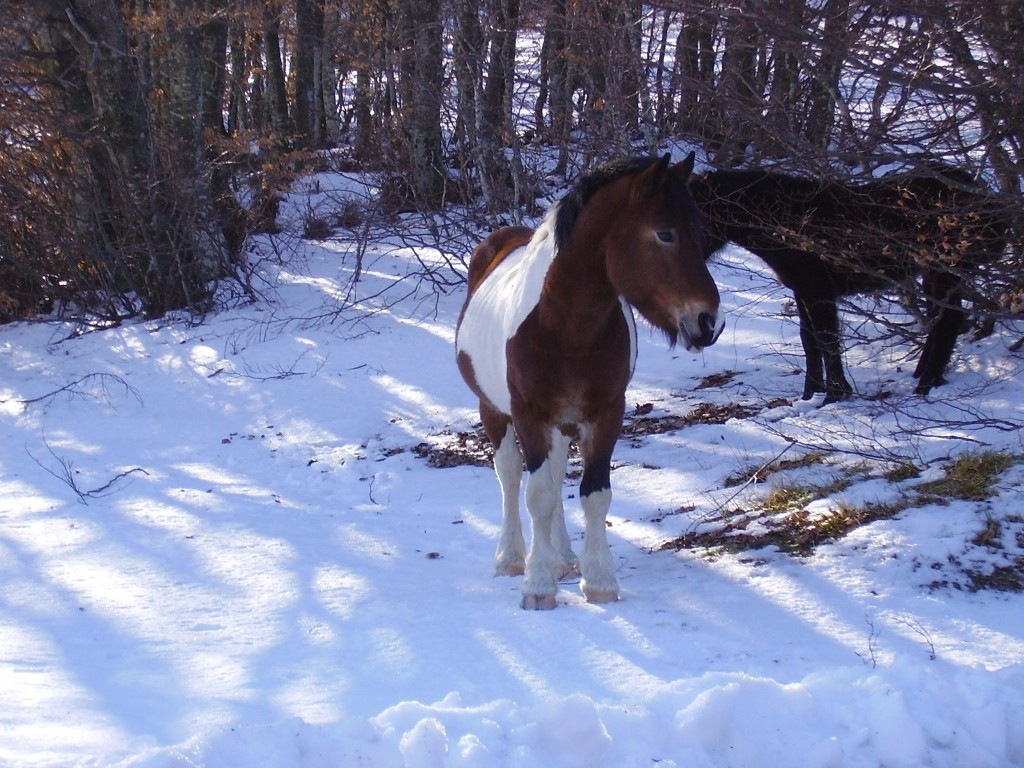 Cavalli in Val d''Aveto (GE)