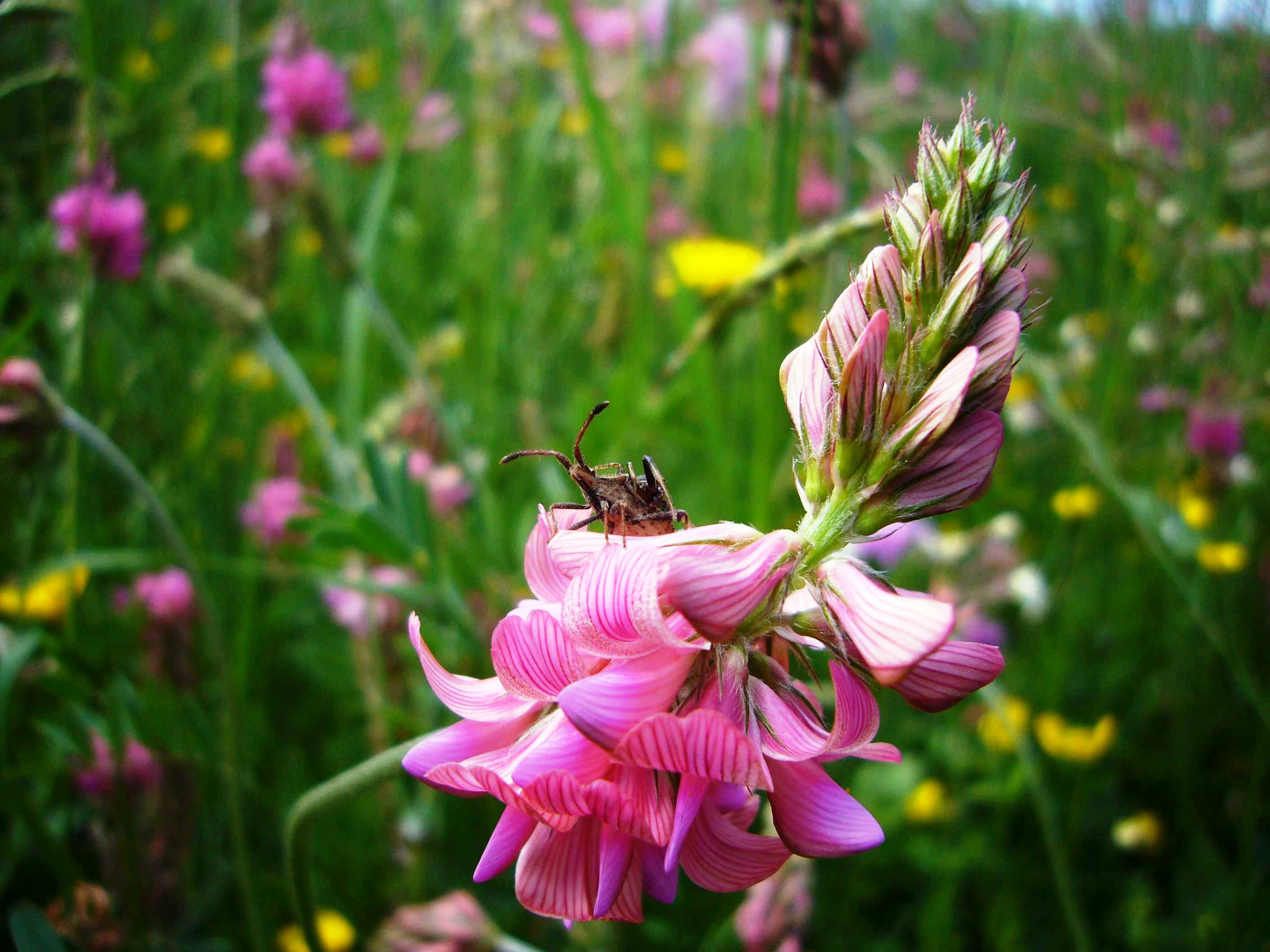 Primavera - Val d''Aveto