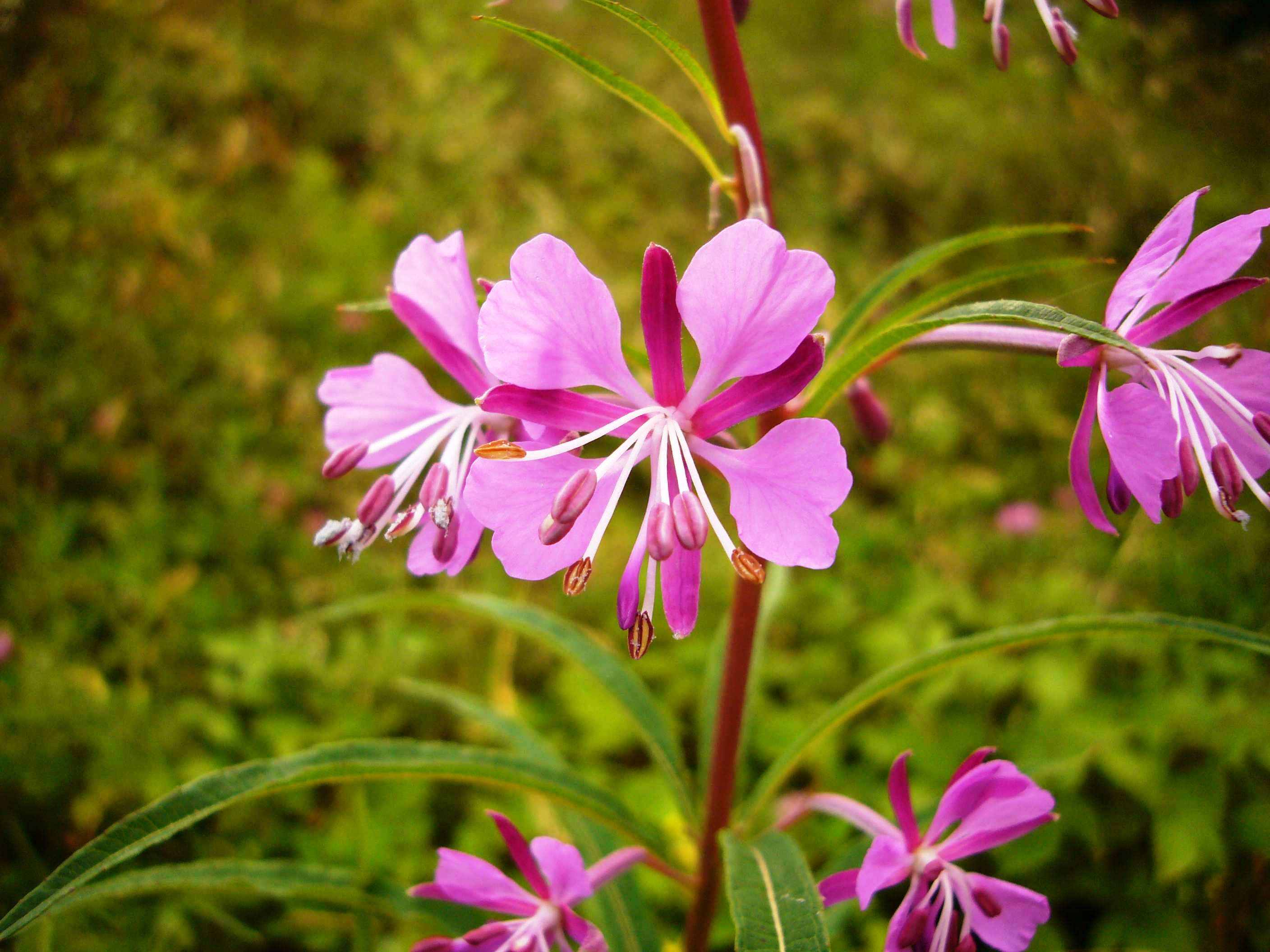 Primavera - Val d''Aveto