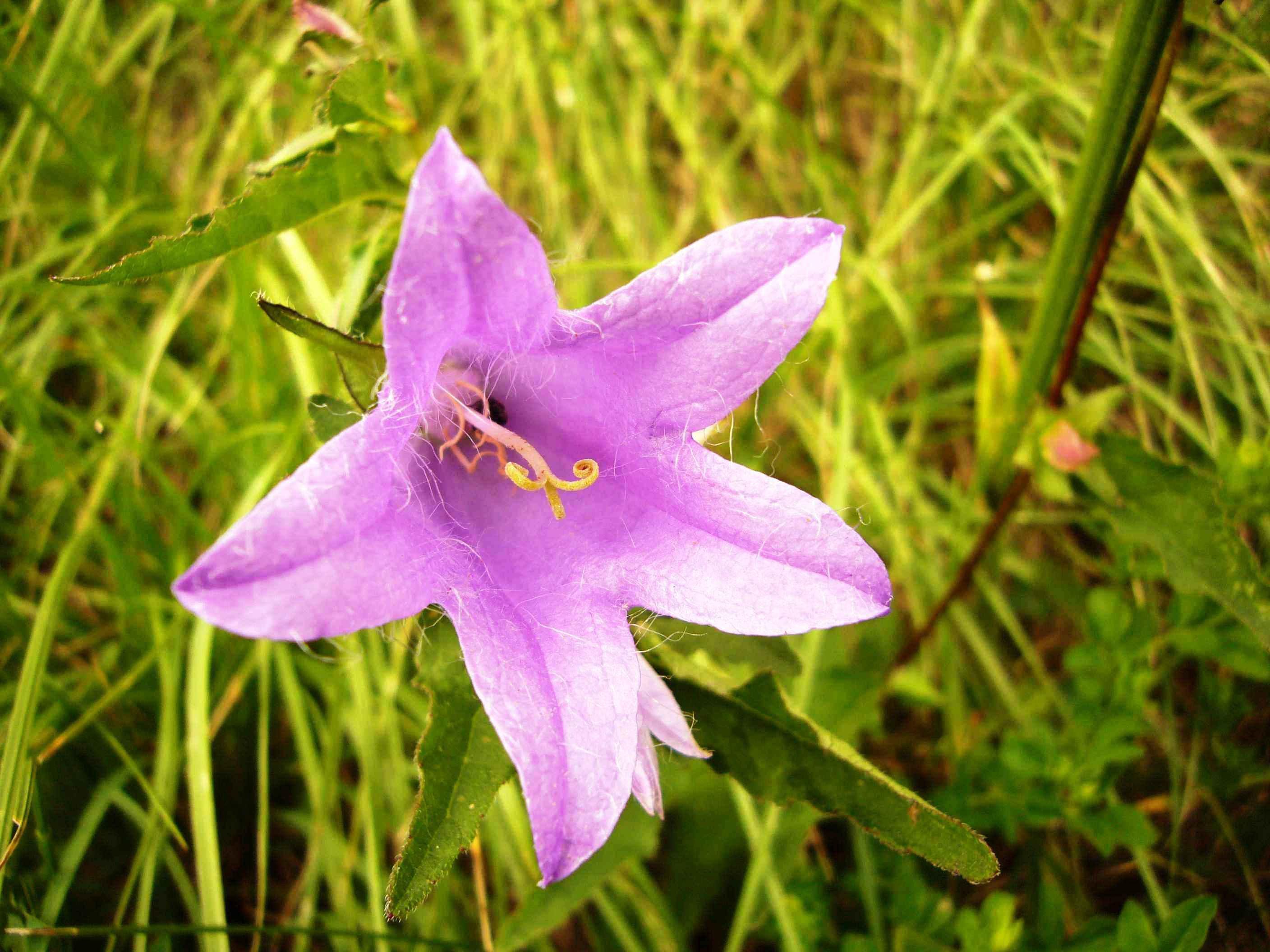 Primavera - Val d''Aveto