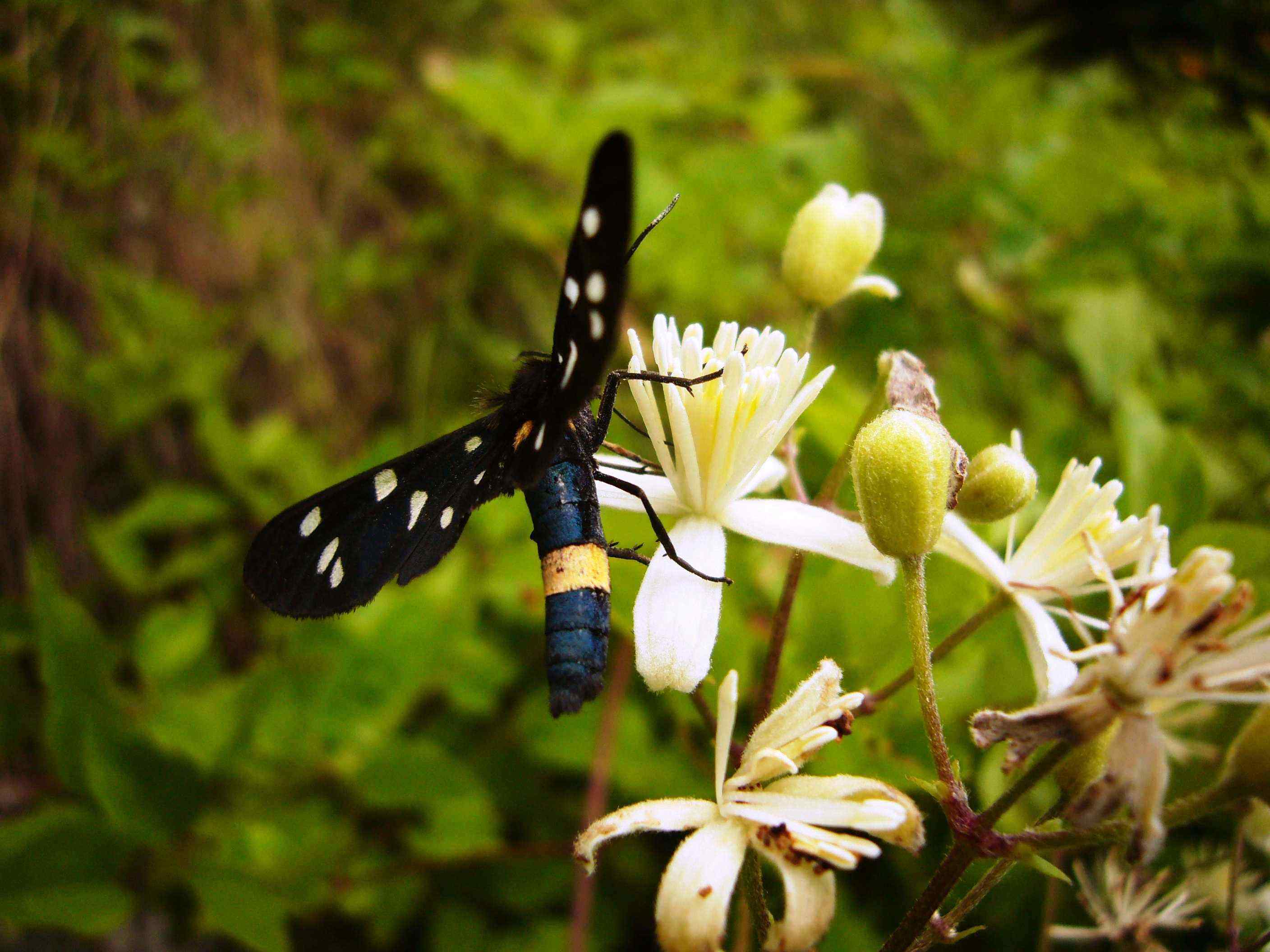 Primavera - Val d''Aveto