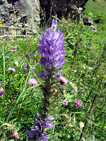 Alto Adige - Campanula spicata