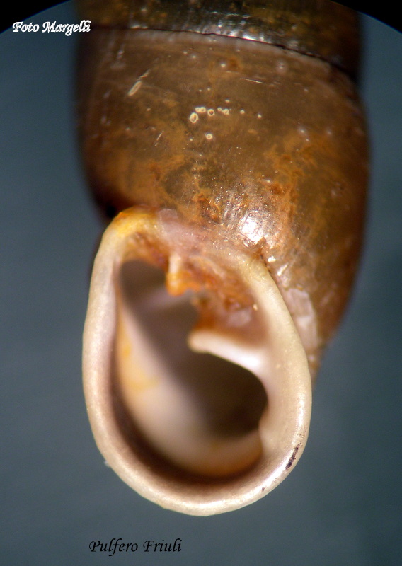 Cochlodina laminata grossa ( Rossmassler, 1835)