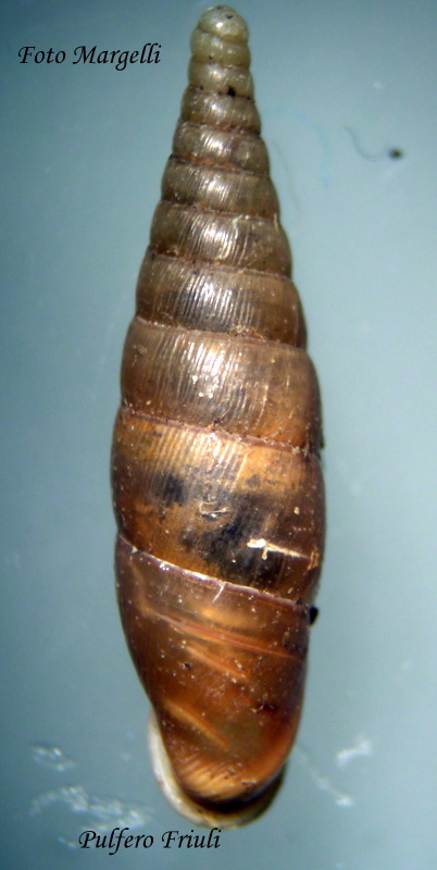 Cochlodina laminata grossa ( Rossmassler, 1835)