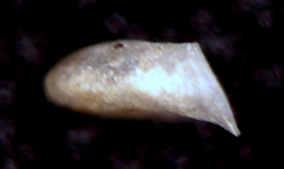 Gyraulus ?