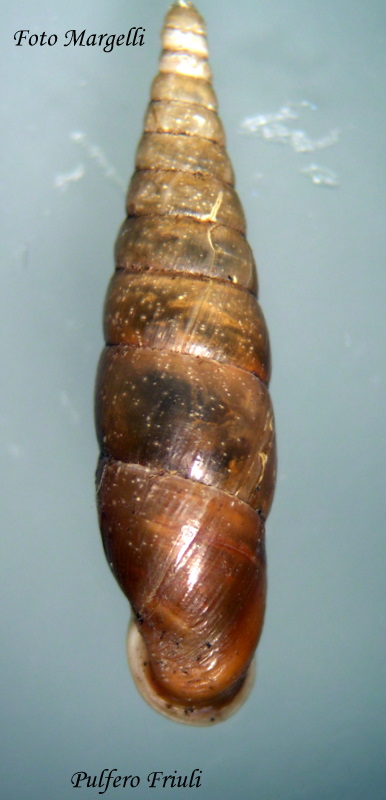 Cochlodina laminata grossa ( Rossmassler, 1835)