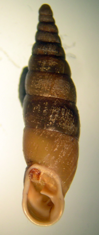 Cochlodina laminata grossa ( Rossmassler, 1835)