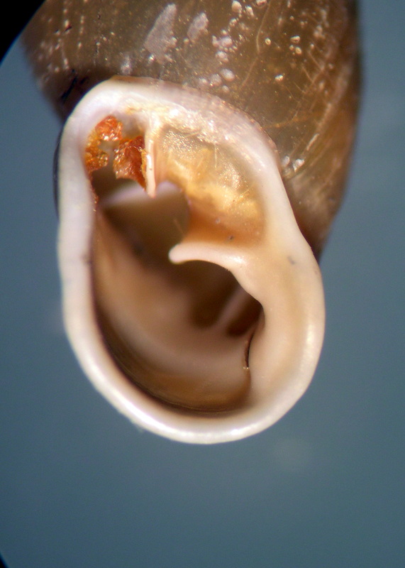 Cochlodina laminata grossa ( Rossmassler, 1835)