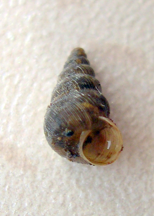 Toffolettia striolata (Porro, 1840)