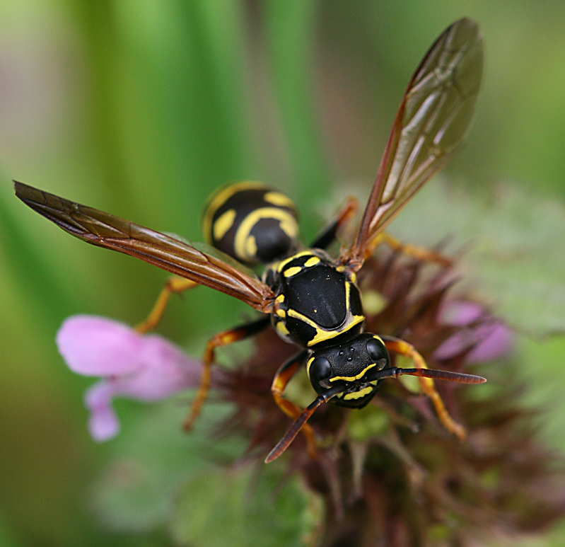 Polistes nimpha