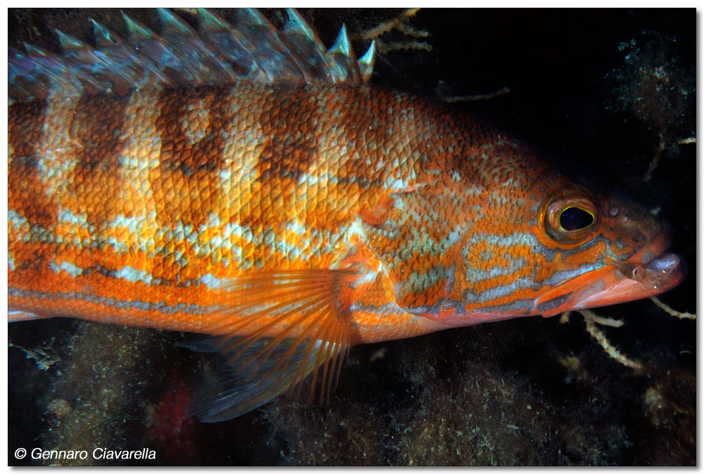 gamberetto su pesce (perchia)