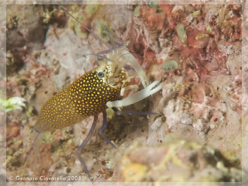 Crostacei del Mediterraneo