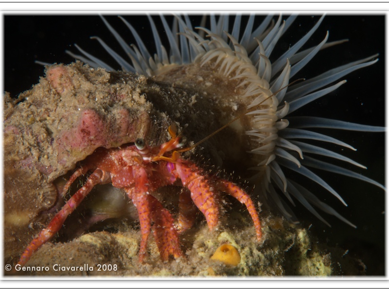 Crostacei del Mediterraneo