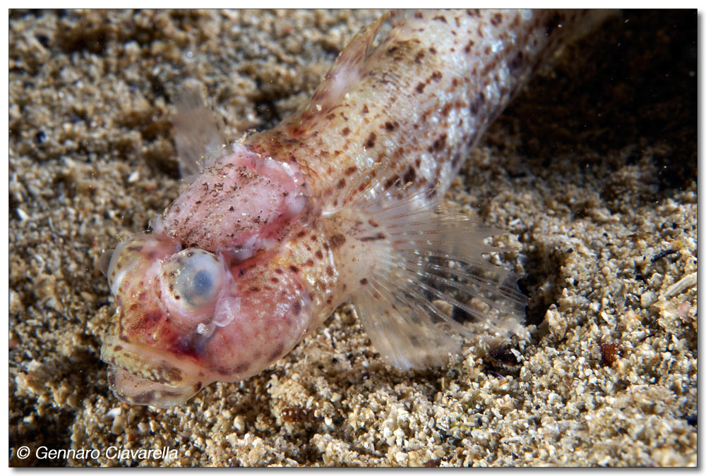 Parenti? (Gobius bucchicchi e Gobius paganellus)