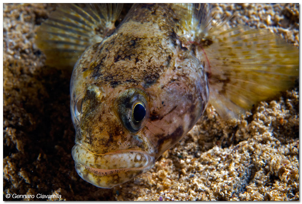 Parenti? (Gobius bucchicchi e Gobius paganellus)