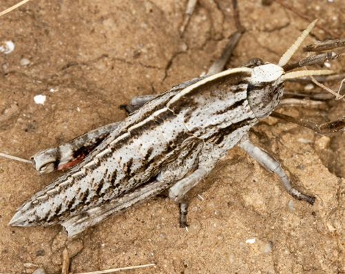 Da identificare - Pamphagus sp.?