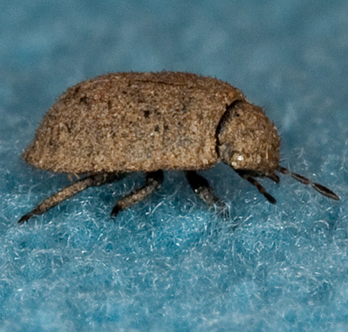 Scutelleridae: neanide di Irochrotus sp.