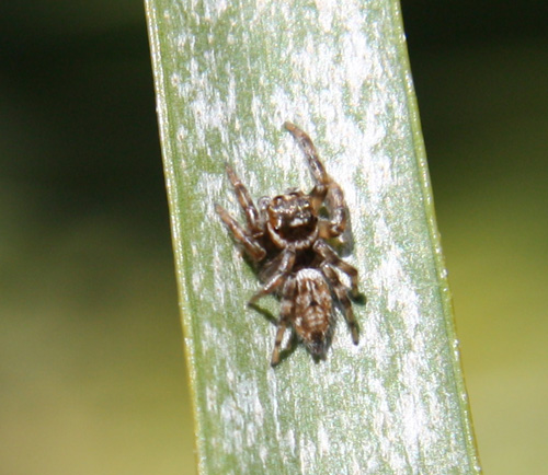 Evarcha sp.