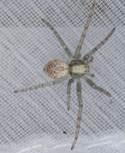 Philodromus sp.