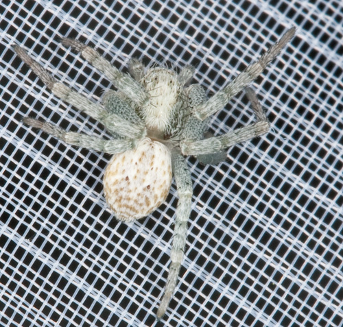 Philodromus sp.