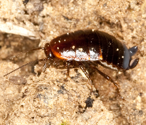 Loboptera decipiens (Germar 1817)