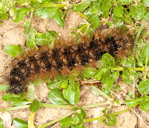 Larva da identificare - Sicilia