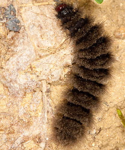 Larva da identificare - Sicilia