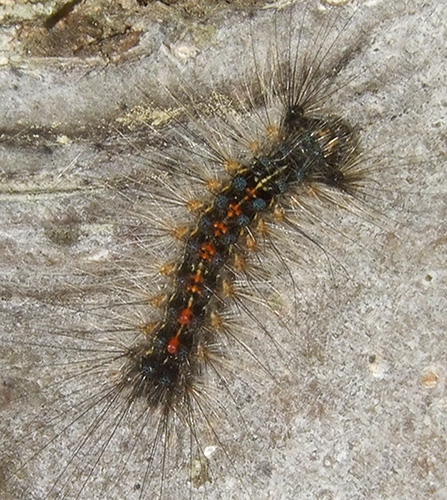 Larva da identificare