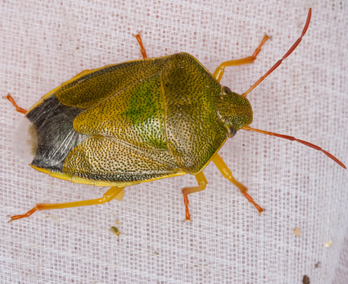 Pentatomidae: Piezodorus lituratus di Sicilia