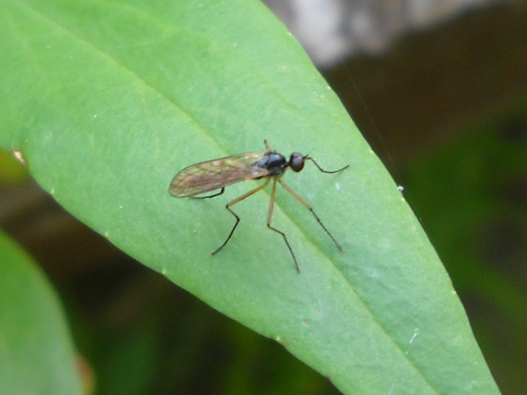 Possibile Clinocera (Empididae)