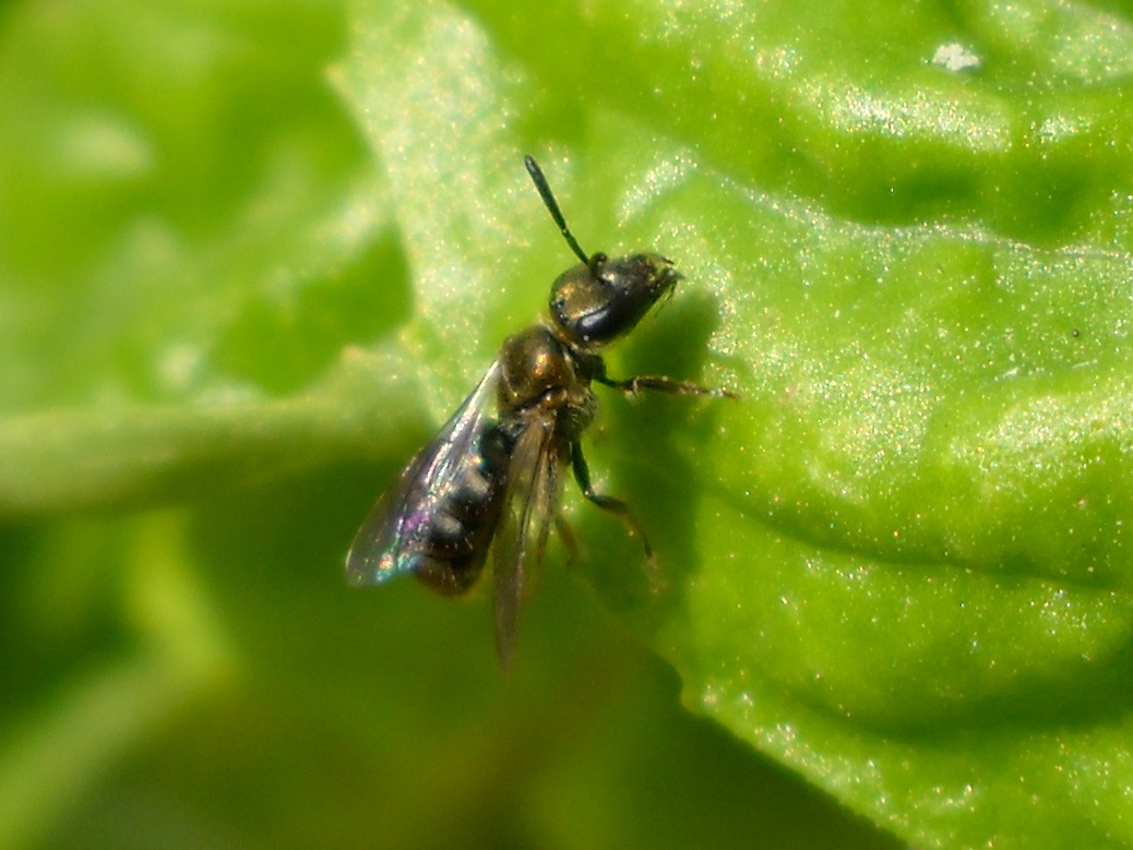 Lasioglossum sp. (Apidae Halictinae),