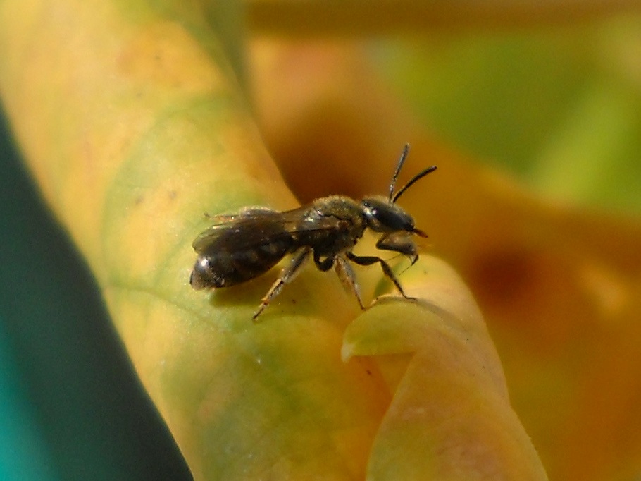 Lasioglossum sp. (Apidae Halictinae),