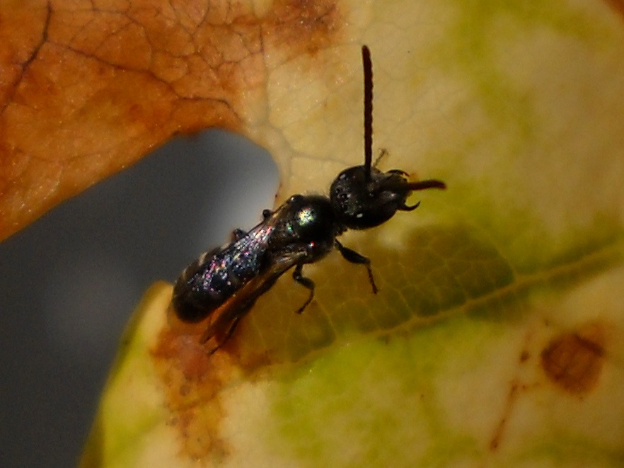 Lasioglossum sp. (Apidae Halictinae),