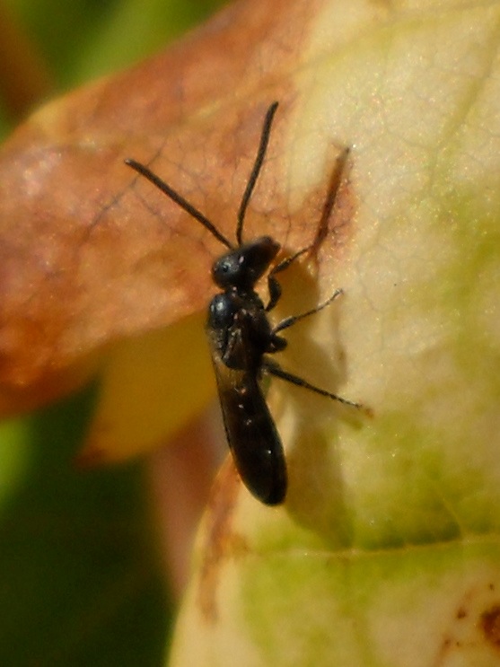 Lasioglossum sp. (Apidae Halictinae),