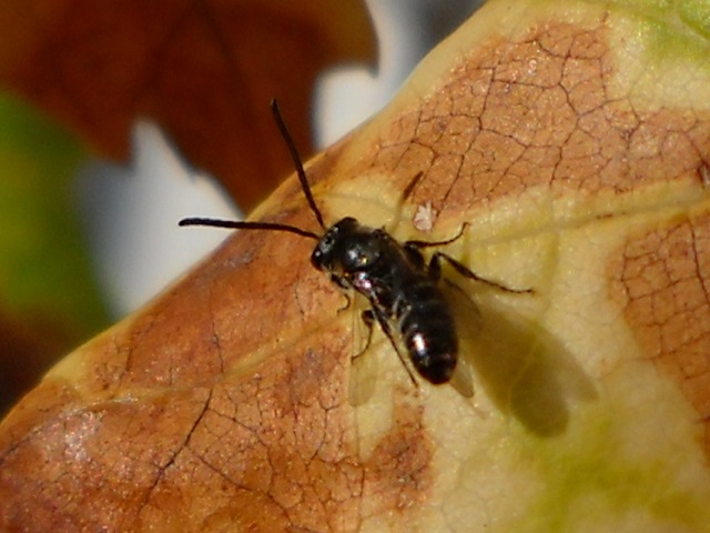 Lasioglossum sp. (Apidae Halictinae),